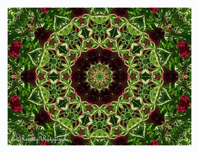 One of our mandalas open editions prints available via our Fine Art America store.
